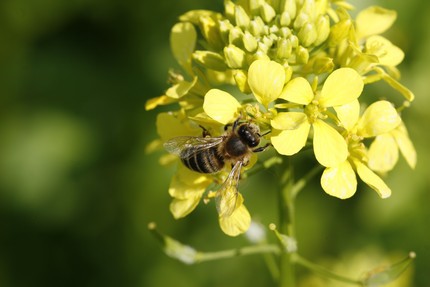 thumbnail - Bloembezoekende insecten (Limburg)